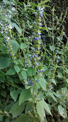 Salvia xalapensis