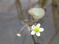 Caltha natans