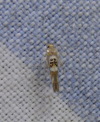 Hieromantis ephodophora