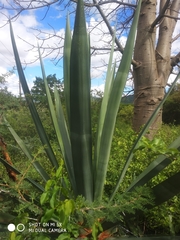 Agave sisalana