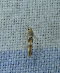 Hieromantis ephodophora