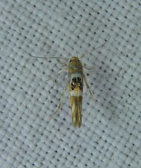 Hieromantis ephodophora