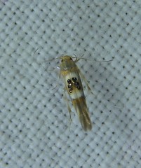 Hieromantis ephodophora