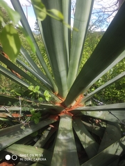 Agave sisalana