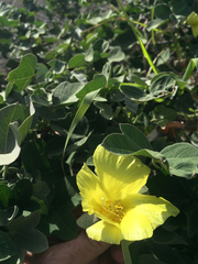 Gossypium tomentosum