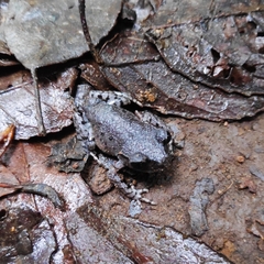 Leptobrachium hasseltii