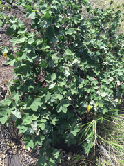 Gossypium tomentosum