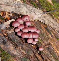 Mycena kurramulla
