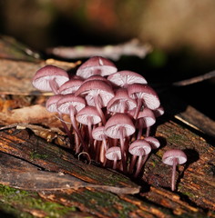 Mycena kurramulla