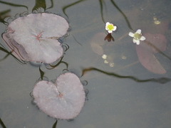 Caltha natans