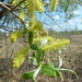 Salix rubens - Photo (c) Serge M. Appolonov, algunos derechos reservados (CC BY-NC), subido por Serge M. Appolonov