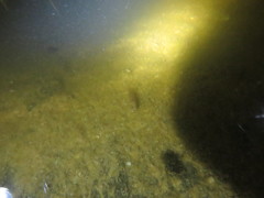 Cyprinodon macularius