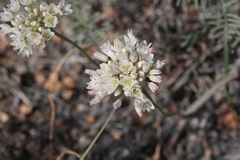 Allium howellii clokeyi