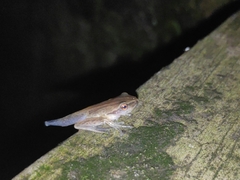 Polypedates leucomystax