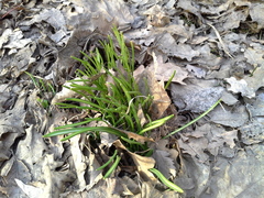 Ornithogalum woronowii