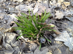 Ornithogalum woronowii