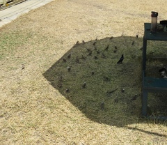 Pseudonigrita arnaudi