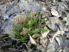 Ornithogalum woronowii