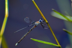 Lestes vidua