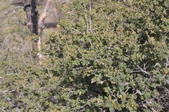 Quercus john-tuckeri