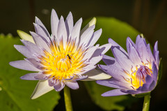 Nymphaea nouchali caerulea