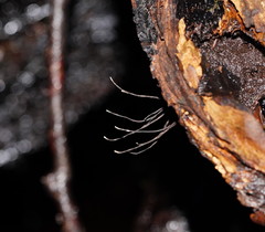 Xylaria filiformis