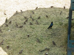 Pseudonigrita arnaudi