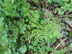 Chaerophyllum prescottii