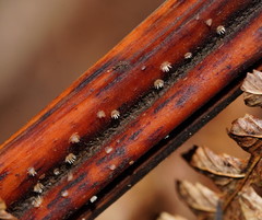 Hispidula dicksoniae