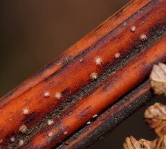 Hispidula dicksoniae