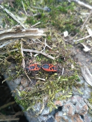 Pyrrhocoris apterus