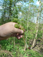 Chaerophyllum prescottii