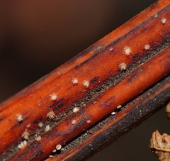 Hispidula dicksoniae