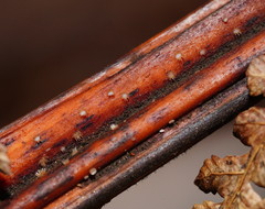 Hispidula dicksoniae