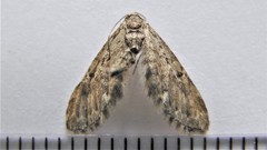 Eupithecia tripunctaria