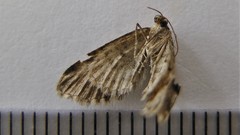 Eupithecia tripunctaria