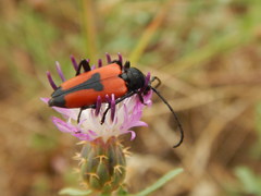 Stictoleptura cordigera