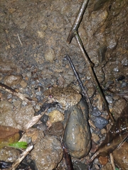 Limnonectes kuhlii