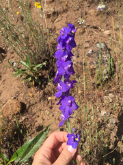 Delphinium variegatum variegatum