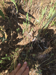 Delphinium variegatum variegatum