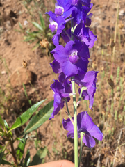 Delphinium variegatum variegatum