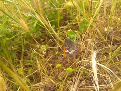 Hipparchia cypriensis