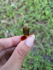 Ratibida columnifera