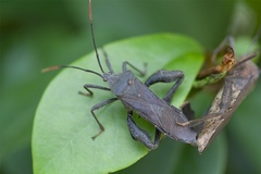 Pseudomictis distinctus