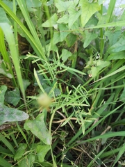 Ratibida columnifera