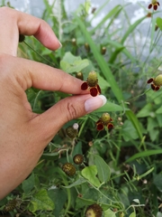 Ratibida columnifera