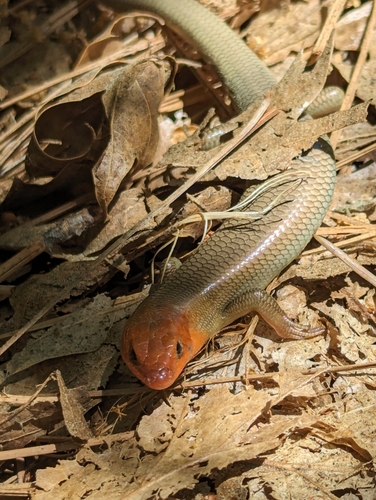 iNaturalist observation photo of Gilbert's Skink