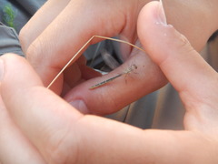 Macronemurus appendiculatus