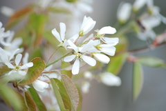 Amelanchier stolonifera