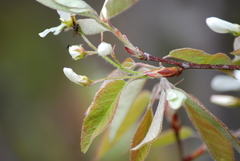 Amelanchier stolonifera